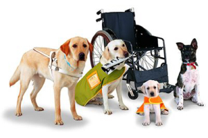 Types of Service Animals and Service Dogs
