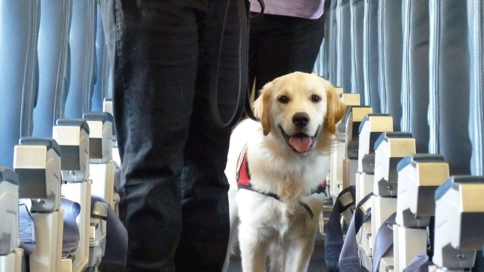 Step by step instruction on travelling with a service dog