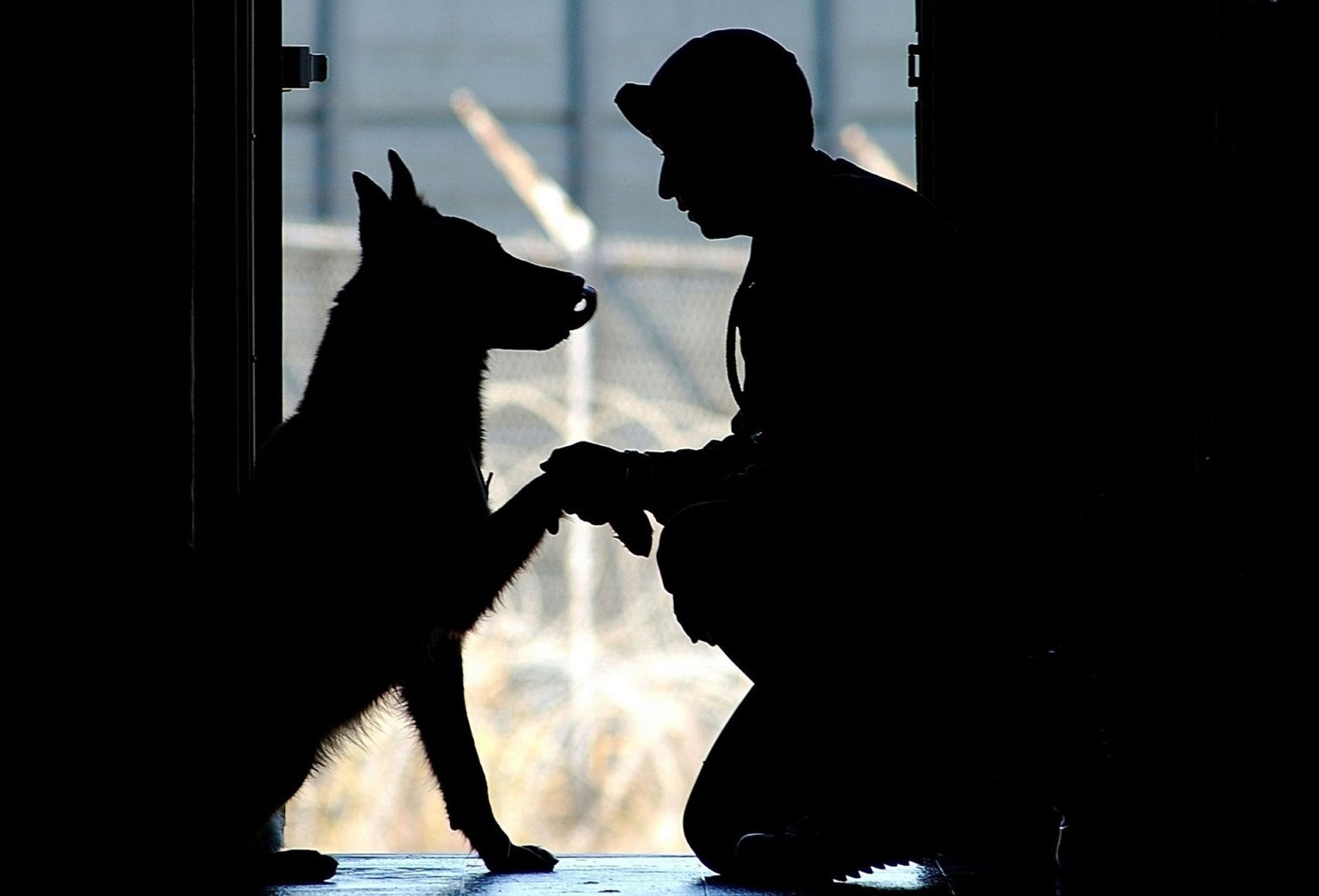 service-animals-and-ptsd-how-service-dogs-can-help-us-service-animal