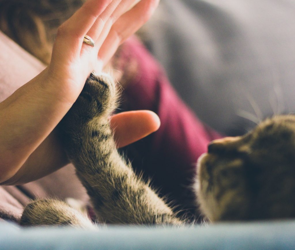 Emotional Support Cats 101: What You Need To Know – US Service Animal  Registrar
